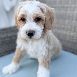 Pippin, royal blue - male Golden Mountain Doodle puppy in Twin Falls, Idaho from Magic Valley Family Doodles