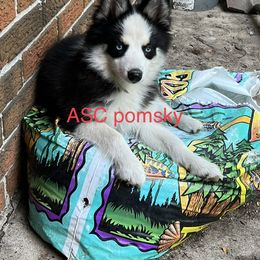 Girl 2 - Tri-color Pomsky puppy in Milan, Michigan from ASC Pomsky