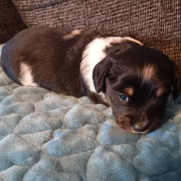 Bella - Piebald female Dachshund puppy in Stroud, Oklahoma from Route 66 Dachshunds