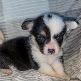 Jake - Black and tan male Pembroke Welsh Corgi puppy in New Hampshire from Muddy Paws Corgis