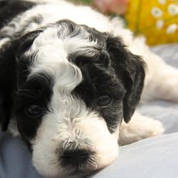 Australian Shepherd, Goldendoodle, and Poodle Puppies from 5AFarms