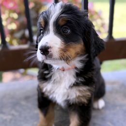 Chilli - Tri-color female Bernese Mountain Dog puppy in Gardner, Kansas from Faith and Family Farm
