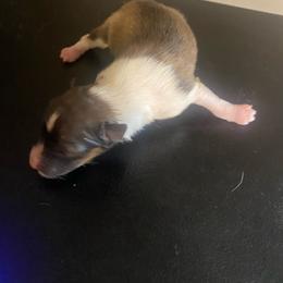 Biscotti - Sable and white male Shetland Sheepdog puppy in Chambersburg, Pennsylvania from Clark Kennel Shelties