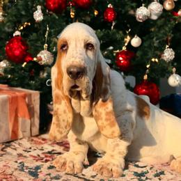 Trooper - Basset Hound