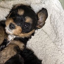 Cockapoo and Cocker Spaniel Puppies from Penny’s Perfect Pups
