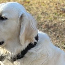 Presley - Golden Retriever