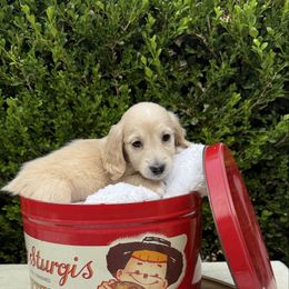 Enid - Cream female Dachshund puppy in Perryville, Maryland from Heavenly Heritage Dachshunds and Doods