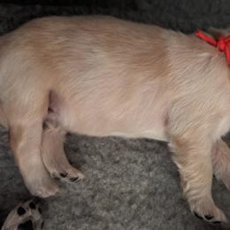 Golden Retriever Puppies from Goldens of Heritage Oaks