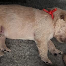 Golden Retriever Puppies from Goldens of Heritage Oaks