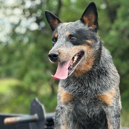 Rex - Australian Cattle Dog
