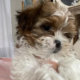 Shih Tzu, Shorkie, Yorkipoo, and Yorkshire Terrier Puppies from Little Rascal Ranch