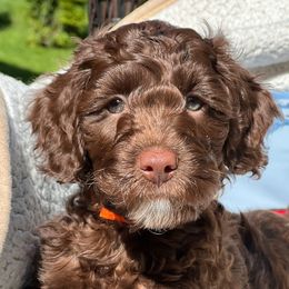 Stanley - Australian Labradoodle