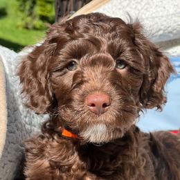 Stanley - Australian Labradoodle