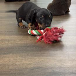 Dachshund Puppies from Johnson’s Weiner Farm
