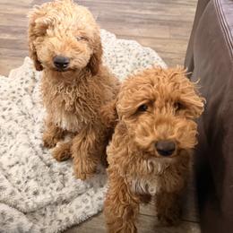 Poodle Puppies from Savana williams