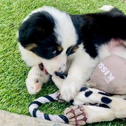 Miniature Australian Shepherd Puppies from DLT MiniAussie