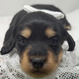 Promise - Black and tan female Dachshund puppy in Murfreesboro, Tennessee from Kimbrie's Dream Cream Doxies