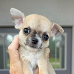 Beverly Hills - Fawn female Chihuahua puppy in Spring Hill, Florida from Stardom Chihuahuas & CKCS