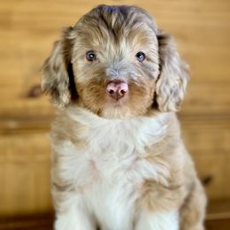Aussiedoodle, Miniature Australian Shepherd, and Poodle Puppies from Classic K9’s  Aussies & Doodles
