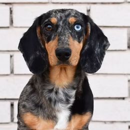 Vegas - Dachshund