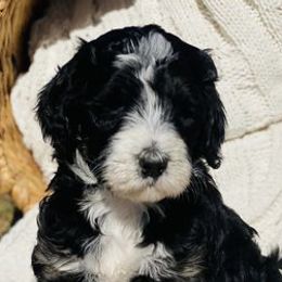 Bernedoodles from Divine Doodles