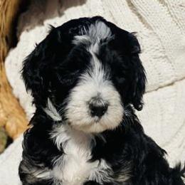 Bernedoodles from Divine Doodles