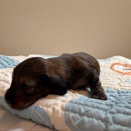Harry - Red male Dachshund puppy in Miami, Florida from Haus Ernand Dachshunds