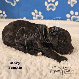 Mary - Black female Labradoodle puppy in Peyton, Colorado from Grace N Faith Doodles