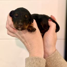 Girl 4 - Phantom female Bernedoodle puppy in Salt Lake County, Utah from Coco Avenue Pups