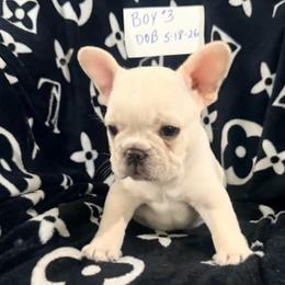 CreamBoy 3 - Cream male French Bulldog puppy in Denison, Texas from Lovemyfrenchies – Stoddard Frenchbulldog's