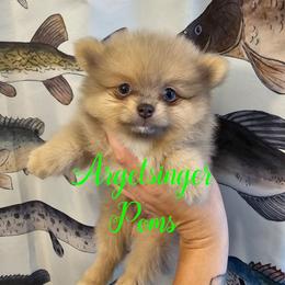 Pouncer - Blue sable female Pomeranian puppy in Indianola, Iowa from Argetsinger Poms