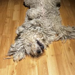 Polar - Komondor
