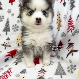 Weston - Black and white male Pomsky puppy in Sheffield, Iowa from Clover Ridge Pomskies