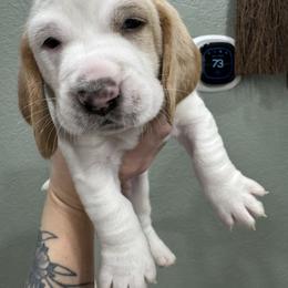 Dash (Dasher) - Lemon and white male Basset Hound puppy in Gulf Breeze, Florida from Breeze Basset Hounds