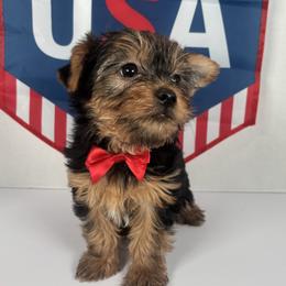 Yorkshire Terrier Puppies from Country Dog Kennels.