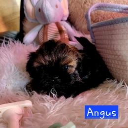 Angus - Sable male Shih Tzu puppy in Center Point, Iowa from Puppies in a Box Shih tzus