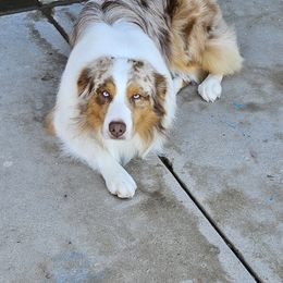 Australian Shepherd All Grown Up from Siesta Aussies
