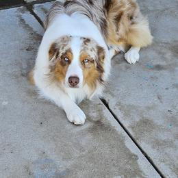 Australian Shepherd All Grown Up from Siesta Aussies