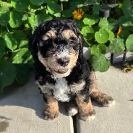 Muffin - Tri-color male Bernedoodle puppy in Sparrows Point, Maryland from Rosie’s Puppies