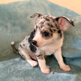 Louis AKC - Blue merle male Chihuahua puppy in Seneca, Missouri from Stephanie’s Puppy Colony