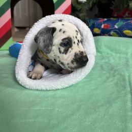 Yellow collar boy - White and black male Dalmatian puppy in Wilson, North Carolina from New Horizonz Dalmatians