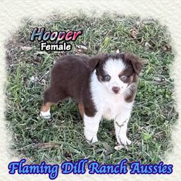 Hooper - Red tri female Toy Australian Shepherd puppy in Forestburg, Texas from Flaming Dill Ranch Aussies