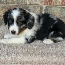 Valentine - Blue merle female Australian Shepherd puppy in Harrah, Oklahoma from Kamm's Aussies