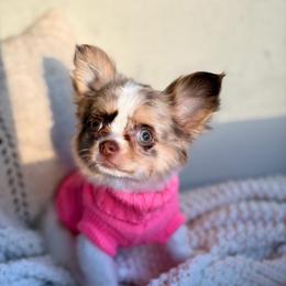 Blair - 3750 - Merle female Chihuahua puppy in Beaumont, Texas from Down south pups