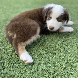 Bella's Daffodil (Red Tri, Female) - Red tri Miniature Australian Shepherd puppy in Douglas, Arizona from Starry-Eyed Mini Aussies with Tails