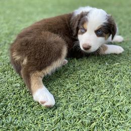 Bella's Daffodil (Red Tri, Female) - Red tri Miniature Australian Shepherd puppy in Douglas, Arizona from Starry-Eyed Mini Aussies with Tails