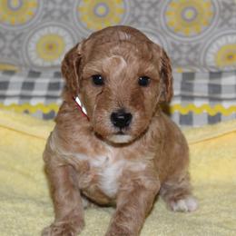 Osprey - Cream male Goldendoodle puppy in Carnesville, Georgia from Mustard Seed Ranch Goldendoodles