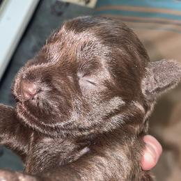 Miniature Schnauzer Puppies from Pam's Schnauzers