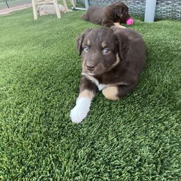 Boy 5 - Red Australian Shepherd puppy in Surprise, Arizona from Magley Ranch Aussies