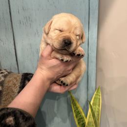 Labrador Retriever puppies from Labradors of the Valley
